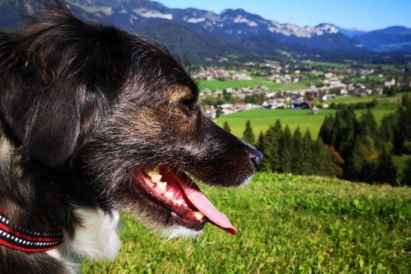 Cordial Hotel Going (Going am Wilden Kaiser)